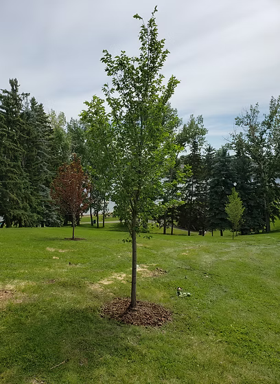 Elm Tree