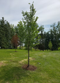 Elm Tree