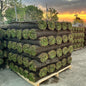 SOD & SOIL PACKAGE – 700 SQFT – ONLY $549.00!