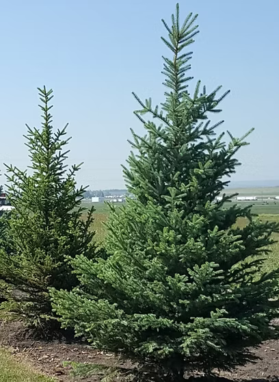 COLORADO SPRUCE