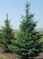 COLORADO SPRUCE