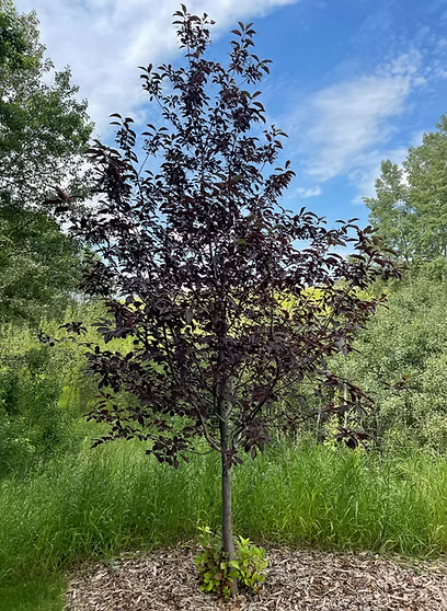 Shubert Tree