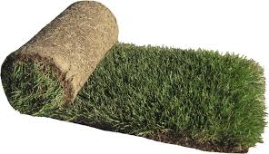 Kentucky Bluegrass Sod (Per Sqft)